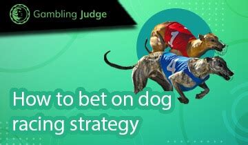 dog racing betting strategy